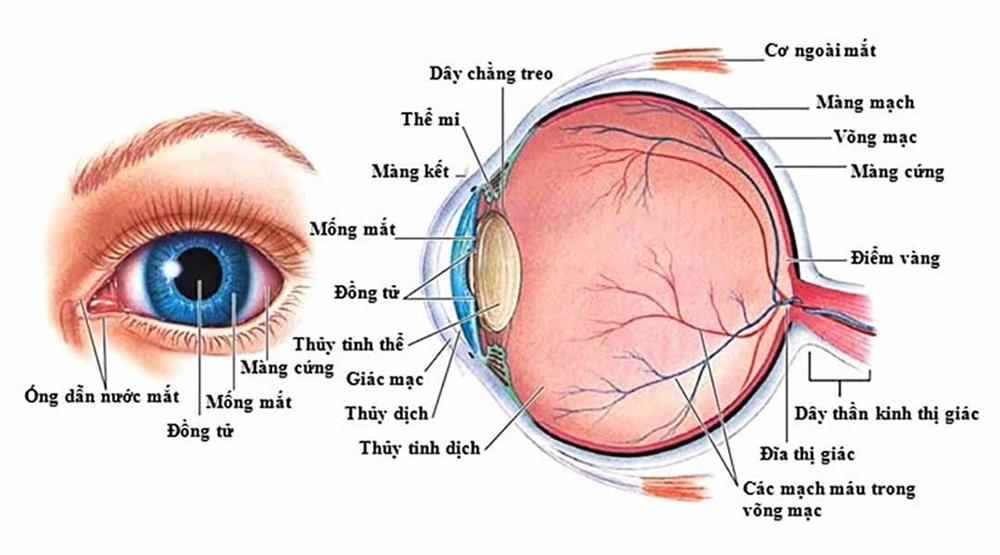 10 dấu hiệu cảnh báo tình trạng bất ổn của mắt bạn nên biết